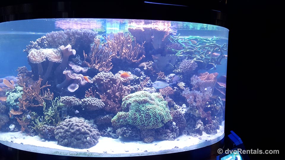 Coral Tank