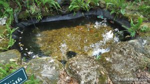 Pond at West Orange Trail