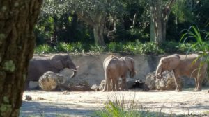 Three Adult Elephants