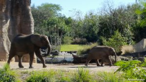 Elephant Mom and Baby