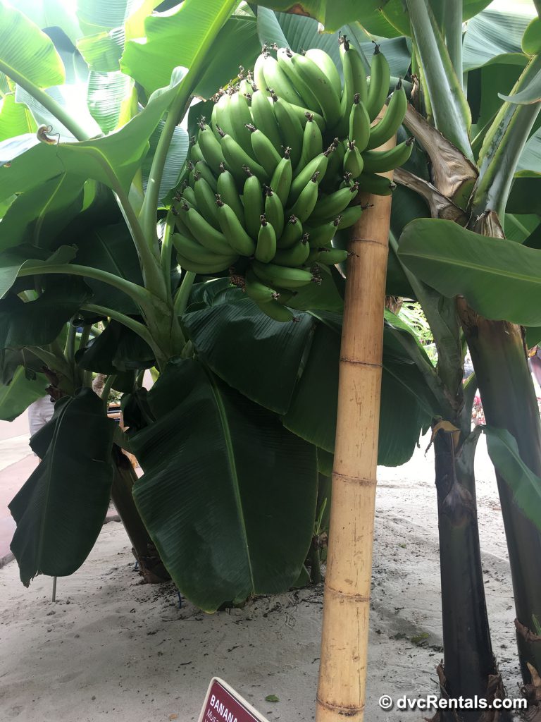 Bananas from the greenhouses in the Behind the Seeds Tour
