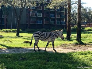 Zebra roaming on the savanna