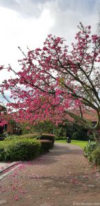 tree in bloom with pink flowers at Disney’s Polynesian Villas & Bungalows