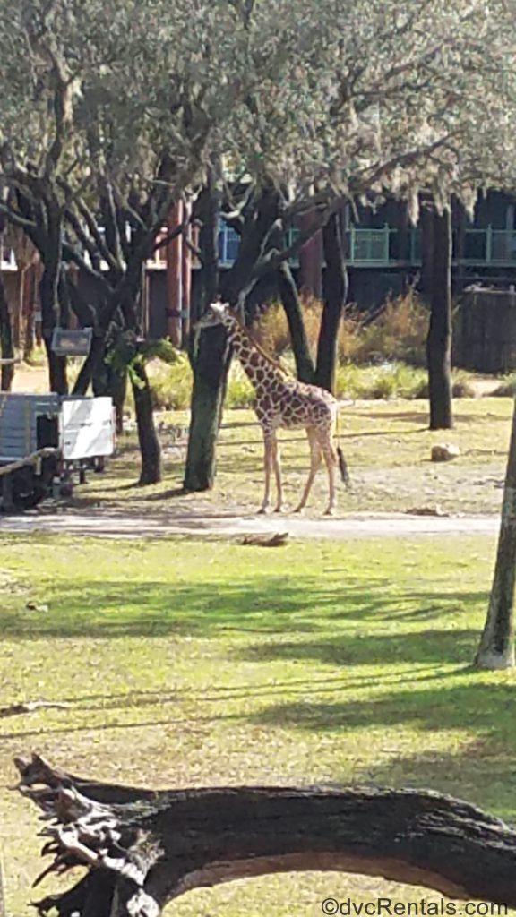 giraffe on the savanna at Disney’s Animal Kingdom – Kidani Village