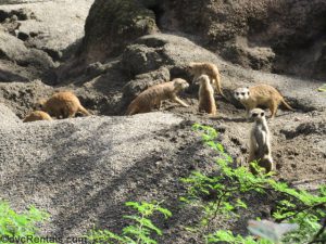 meercats at the Animal Kingdom
