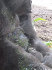 Gorillas at the Animal Kingdom