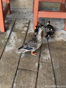 ducks at Hurricane Hannah’s