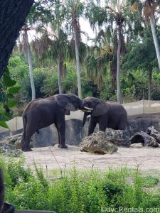 2 young male elephants playing