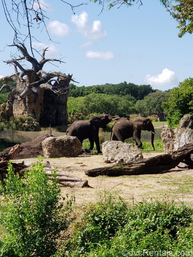 2 young male elephants at Disney’s Animal Kingdom