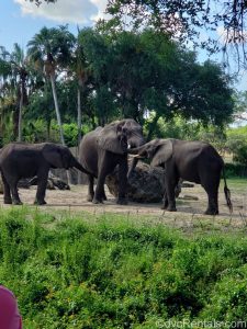Mac the Elephant and 2 young male elephants at Disney’s Animal Kingdom