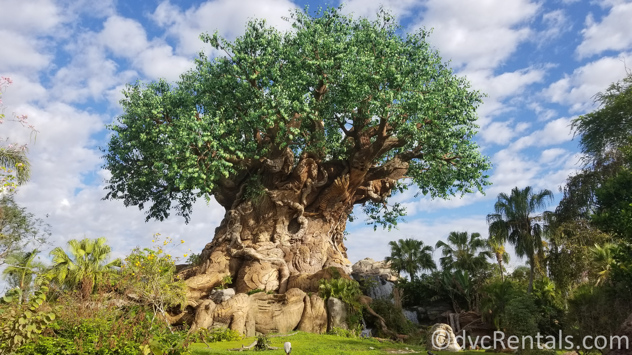 Tree of Life at Disney’s Animal Kingdom