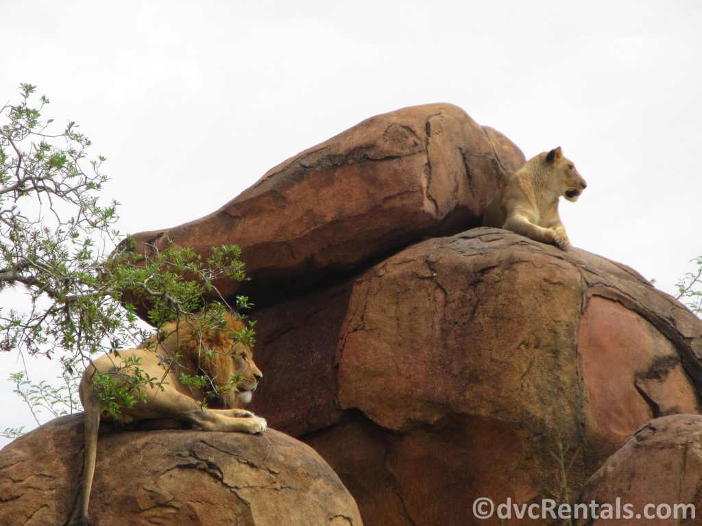 Lions on the Kilimanjaro Safari at Disney’s Animal Kingdom