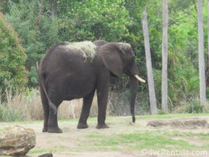 Elephants at the Wild Africa Trek
