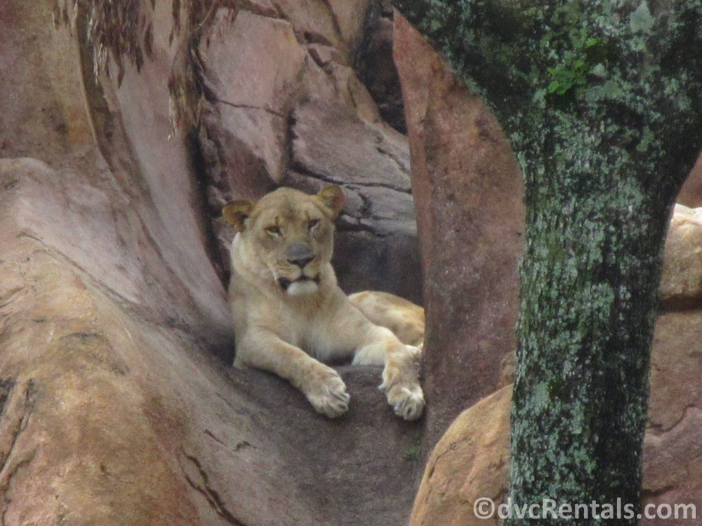 Lion at the Wild Africa Trek