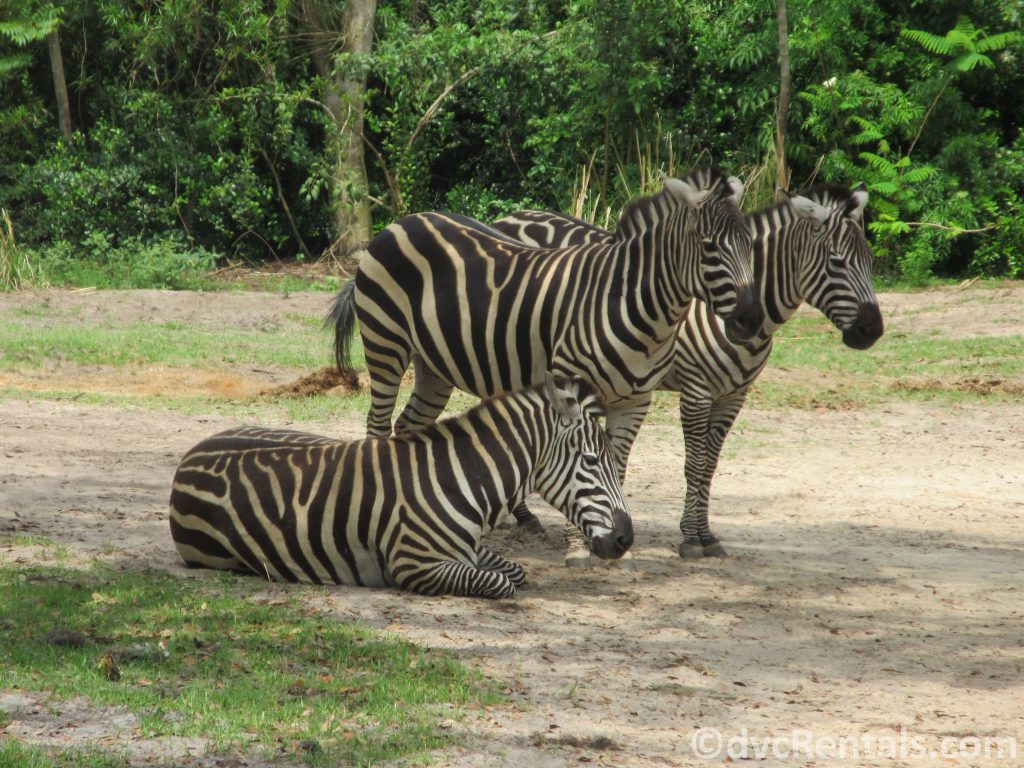 Zebras at the Wild Africa Trek