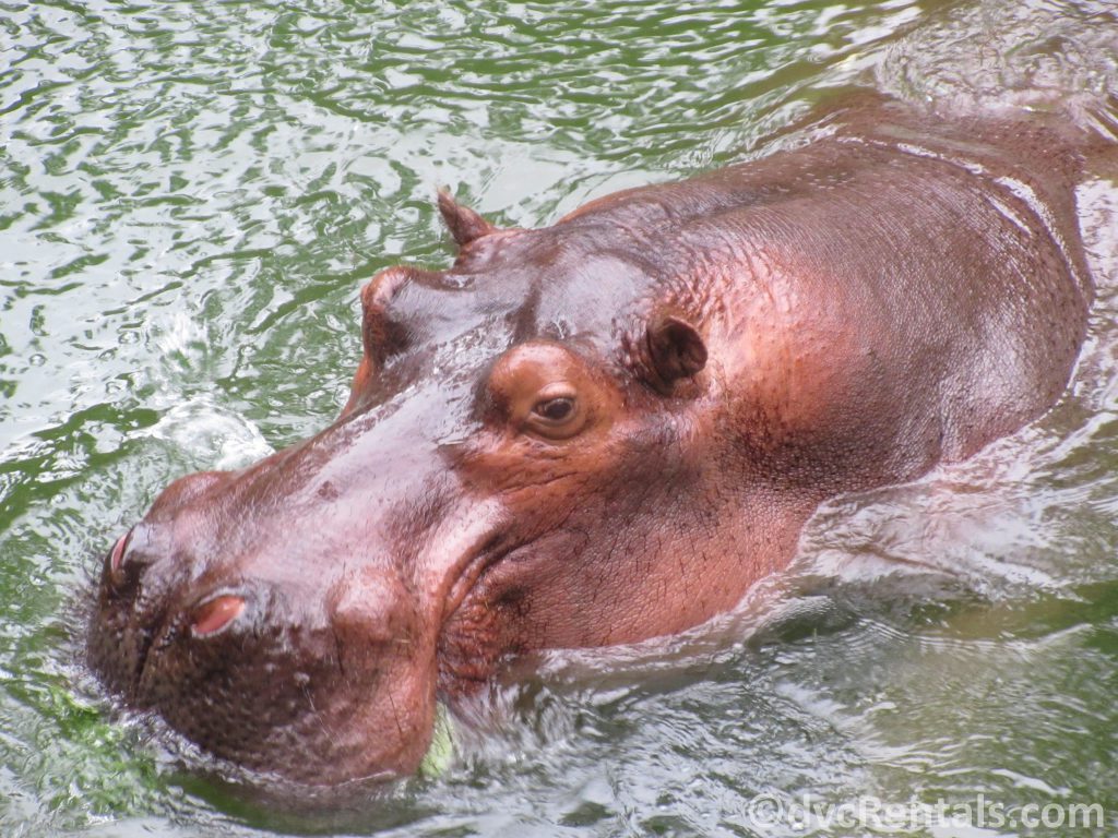 Hippos from the Wild Africa Trek