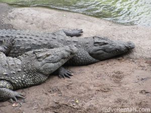 crocodiles at the Wild Africa Trek