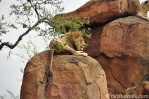 Lions at the Wild Africa Trek