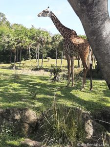 photo of a giraffe on the Animal Kingdom Kilimanjaro safari
