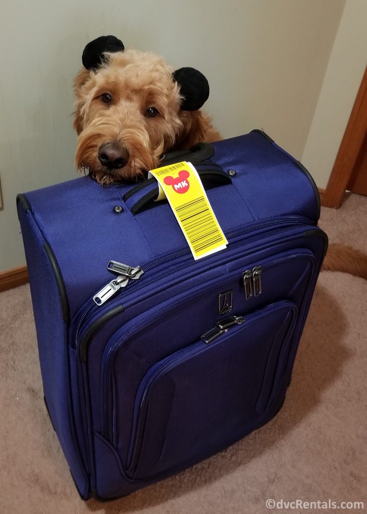 Suitcase with Yellow Luggage tags attached, with Team Member Kelly’s dog next to it