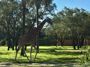 giraffe on the savannah at Disney’s Animal Kingdom Villas