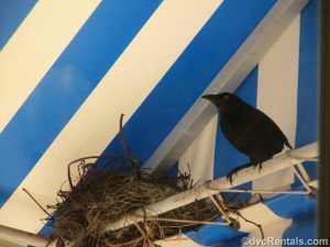 Bird’s nest on a balcony at Disney’s Boardwalk Villas