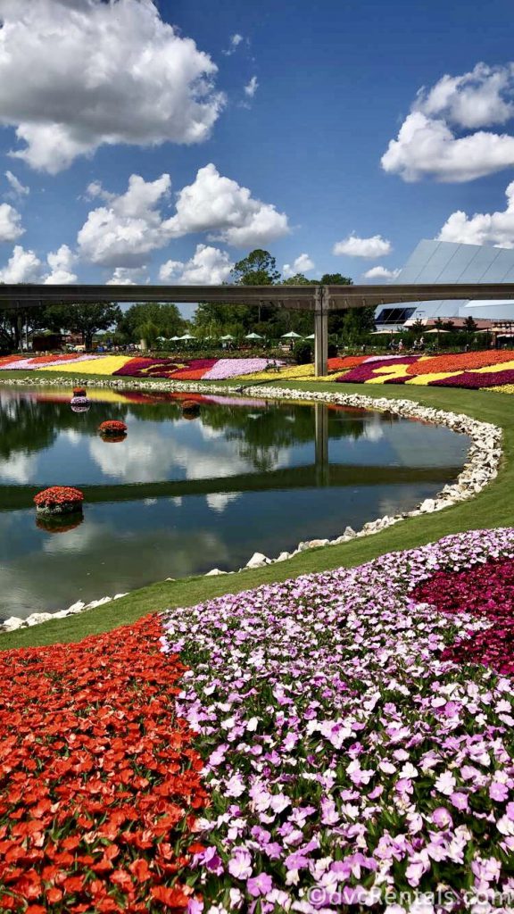 Epcot Flowers