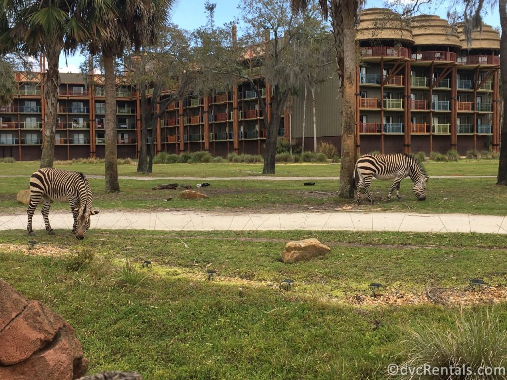 Savannah view at Disney’s Animal Kingdom Villas