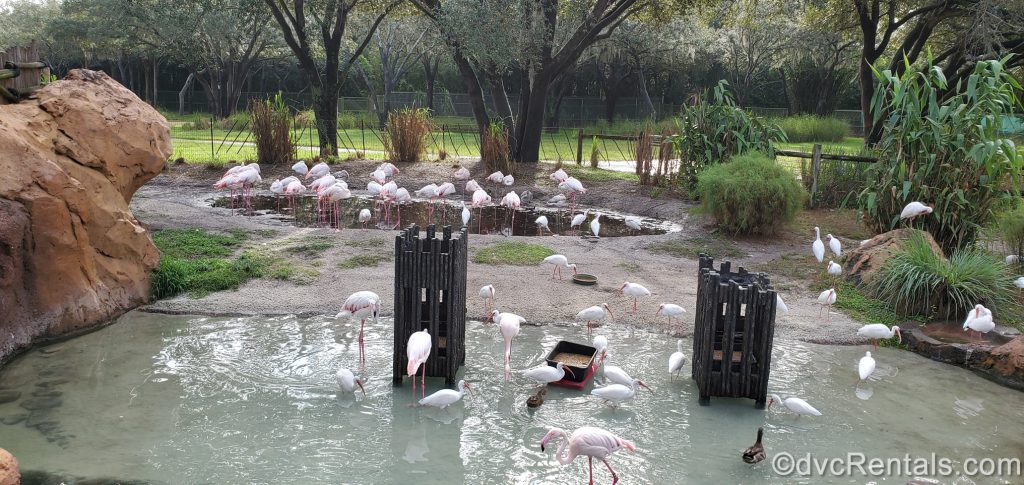 Flamingoes at Disney’s Animal Kingdom Villas – Jambo House