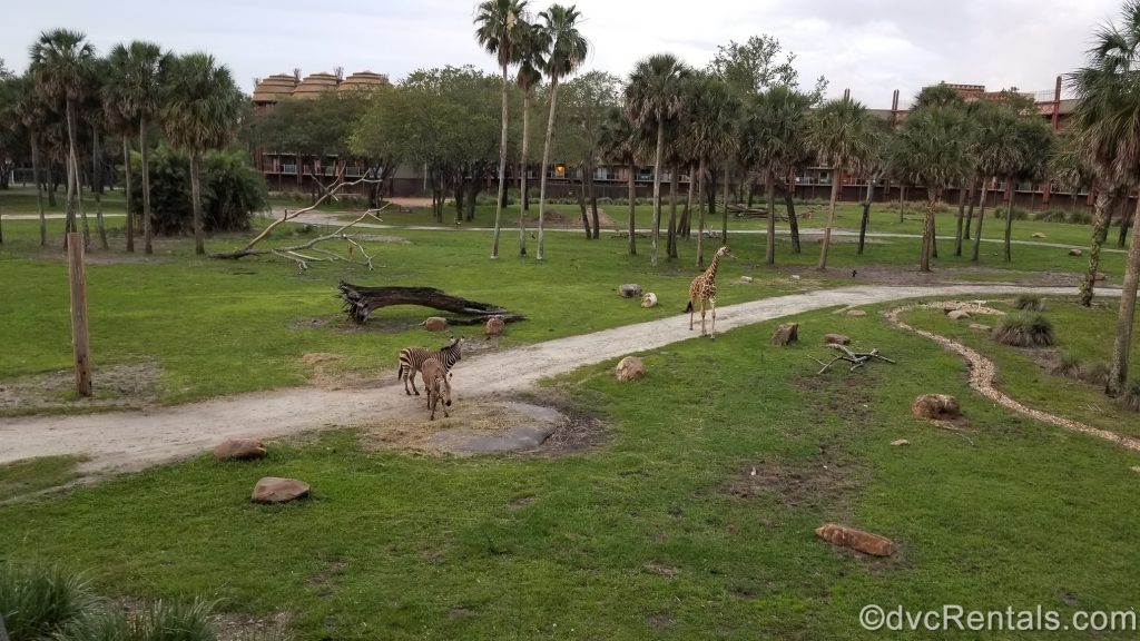 Animals on the savannah at Disney’s Animal Kingdom Villas
