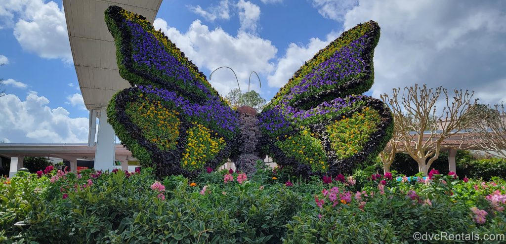 butterfly topiary from the Epcot International Flower & Garden Festival
