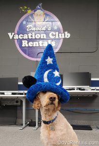 Team Member Kelly’s dog Waffles at the David’s Vacation Club Rentals office