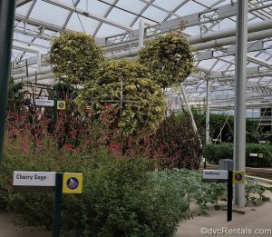 Mickey-shaped plant from Living with the Land at Epcot