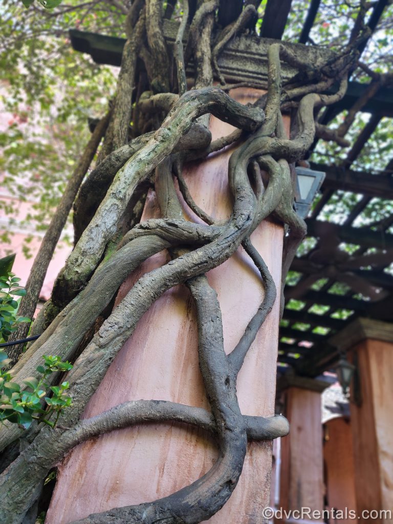 Vines on Building in Queue for Ride