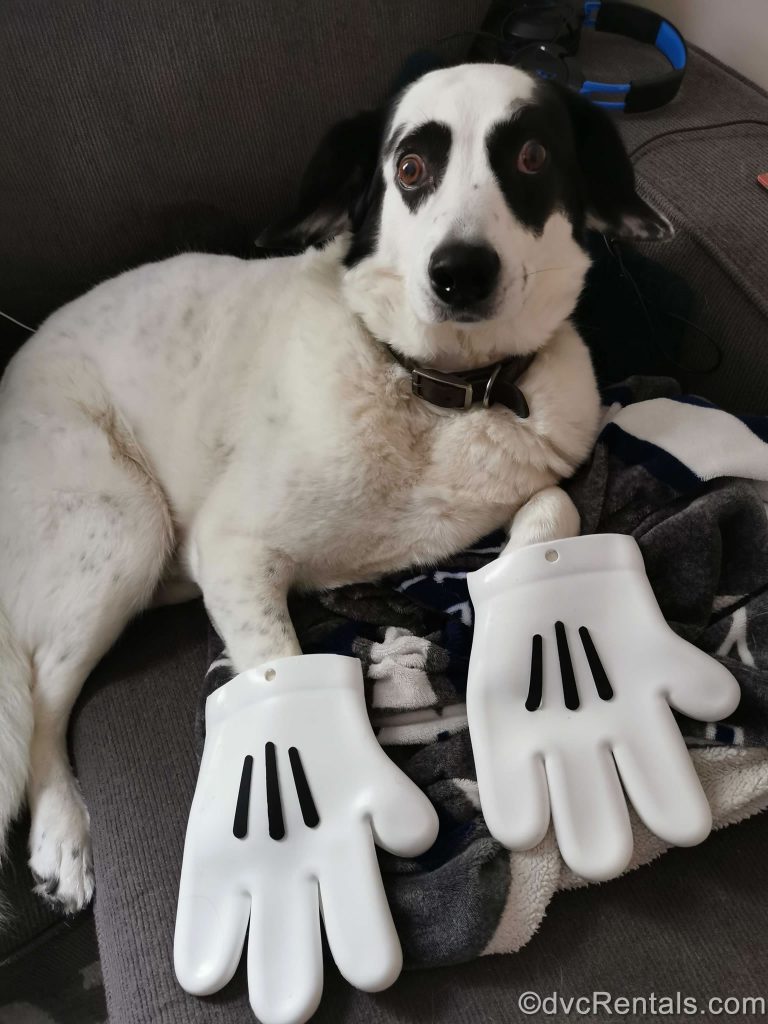 Taleah’s dog wearing Mickey Mouse mittens