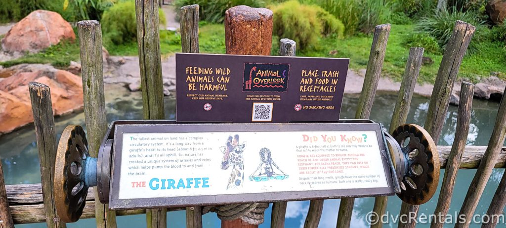 Turn-style information sign about Giraffes attached to a wooden fence on the side of the Savanna.