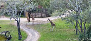 Three Giraffes on the Savanna at Disney's Animal Kingdom Villas. There are trees and a dirt path on the Savanna.