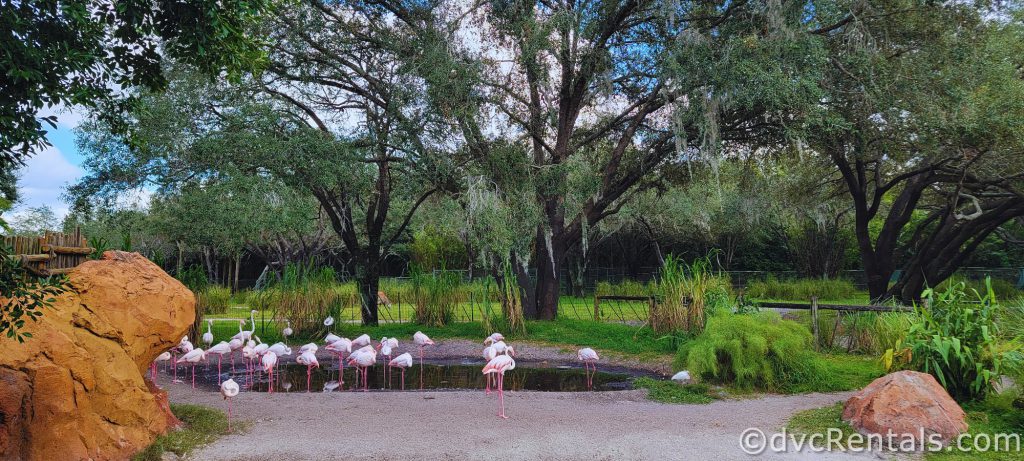 Flamingoes in an enclosure on the Savanna. They are standing in a puddle with large rocks near them.