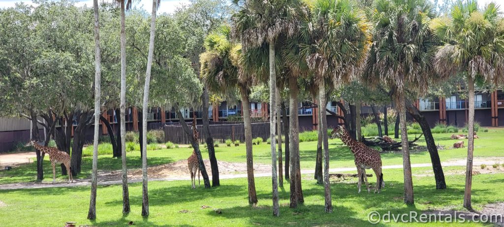 Three Giraffes standing amongst the trees on the Savanna.