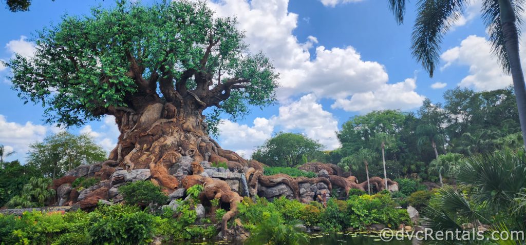 Tree of Life at Disney’s Animal Kingdom Park.