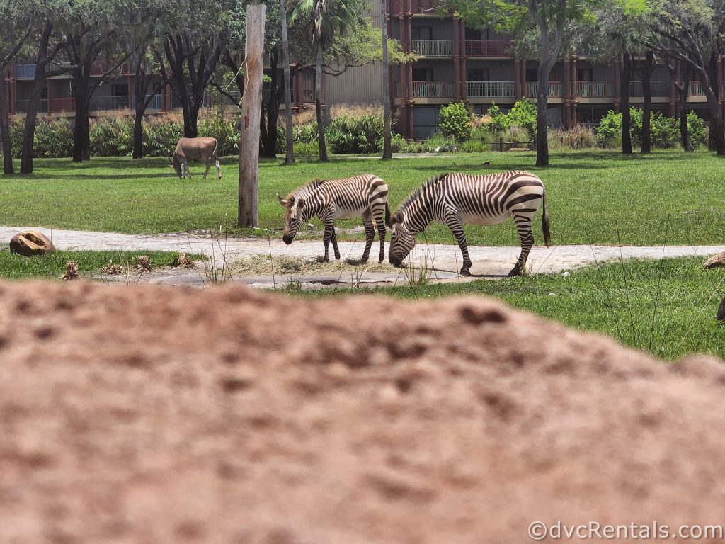 Two Zebras eating grass on the Savanna. The camera is focused on a large rock with the Zebras in the background.