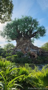 Tree of Life in Disney's Animal Kingdom Park.