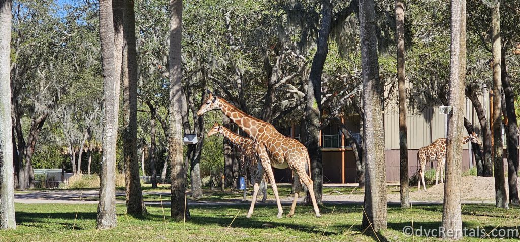 Two giraffes grazing between tall trees on the Savanna at Disney's Animal Kingdom Villas, Kidani Village.