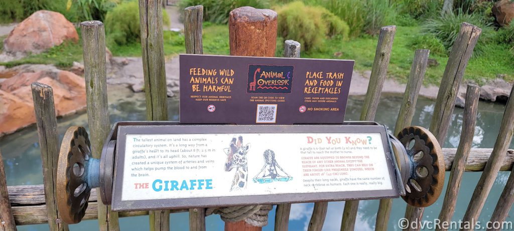 Informational sign attached to a wooden fence on the edge of a Savanna giving facts about Giraffes.