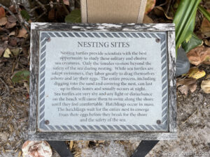 Metal Plaque explaining the Sites where Nesting Turtles burrow on the beach.