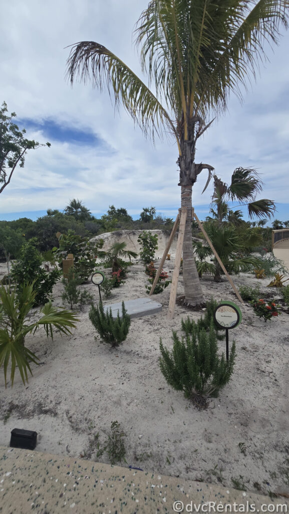 Plants sitting in the white sand on Lookout Cay.