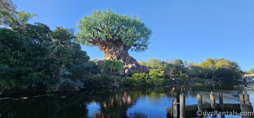 Backside of the Tree of Life from Asia in Disney's Animal Kingdom Park.