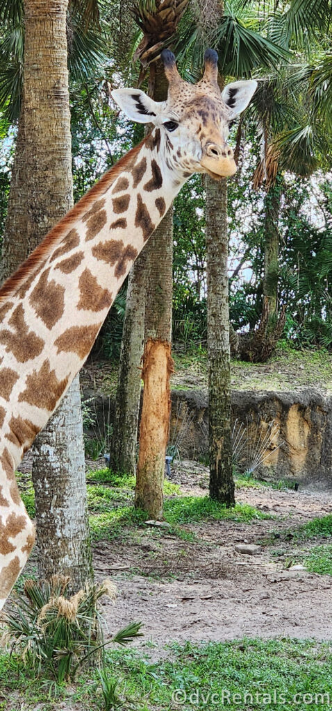 Giraffe on the safari in Disney's Animal Kingdom Park.