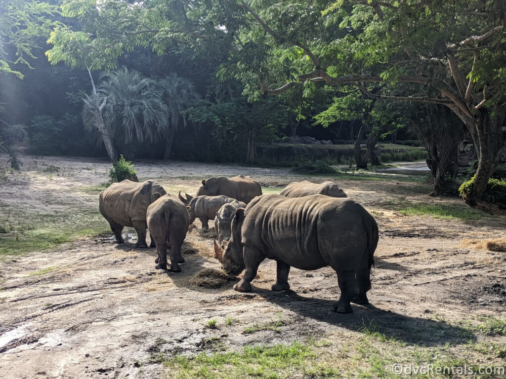 Rhinos on the safari in Disney's Animal Kingdom Park.