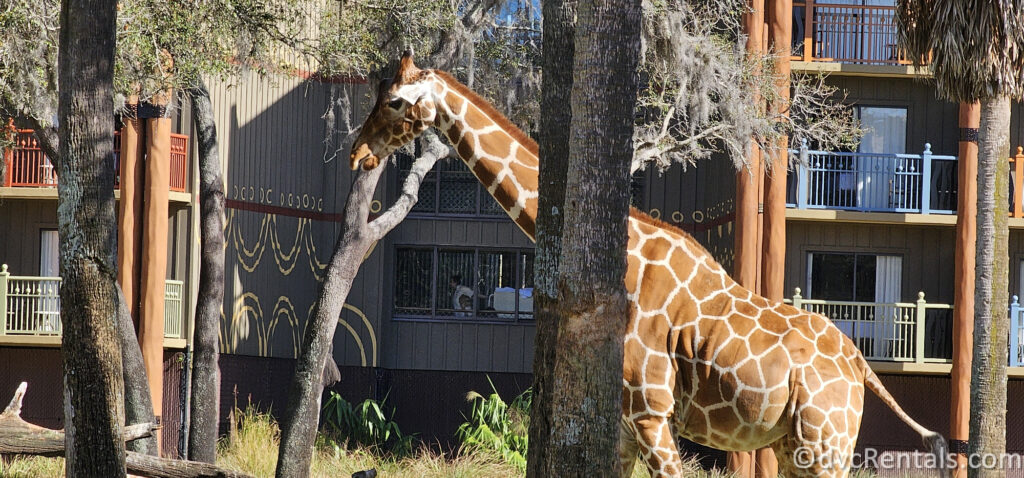 A giraffe stands tall in a grassy area, reaching up to eat leaves from a tree. The giraffe's long neck and spotted pattern are clearly visible, as well as the colorful balconies of the Disney's Animal Kingdom Lodge in the background.